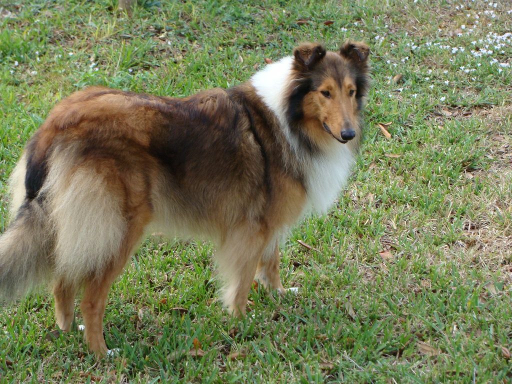 collie puppies for sale indiana collies for sale in florida collie puppies for sale indiana collies for sale in florida