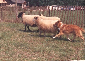 Holmhaven Collie herding sheep