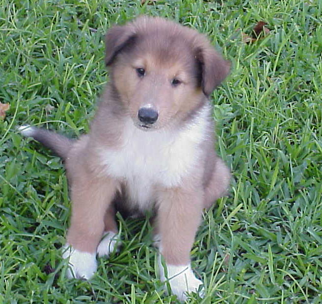 57 Best Photos Border Collie Puppies For Sale Florida