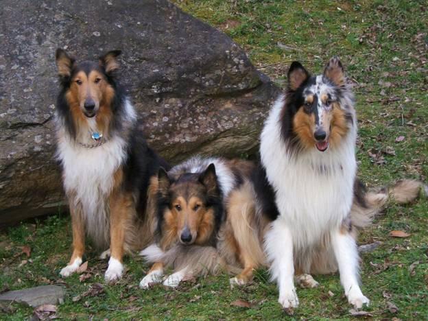 Cory, Charlie, and Bullet