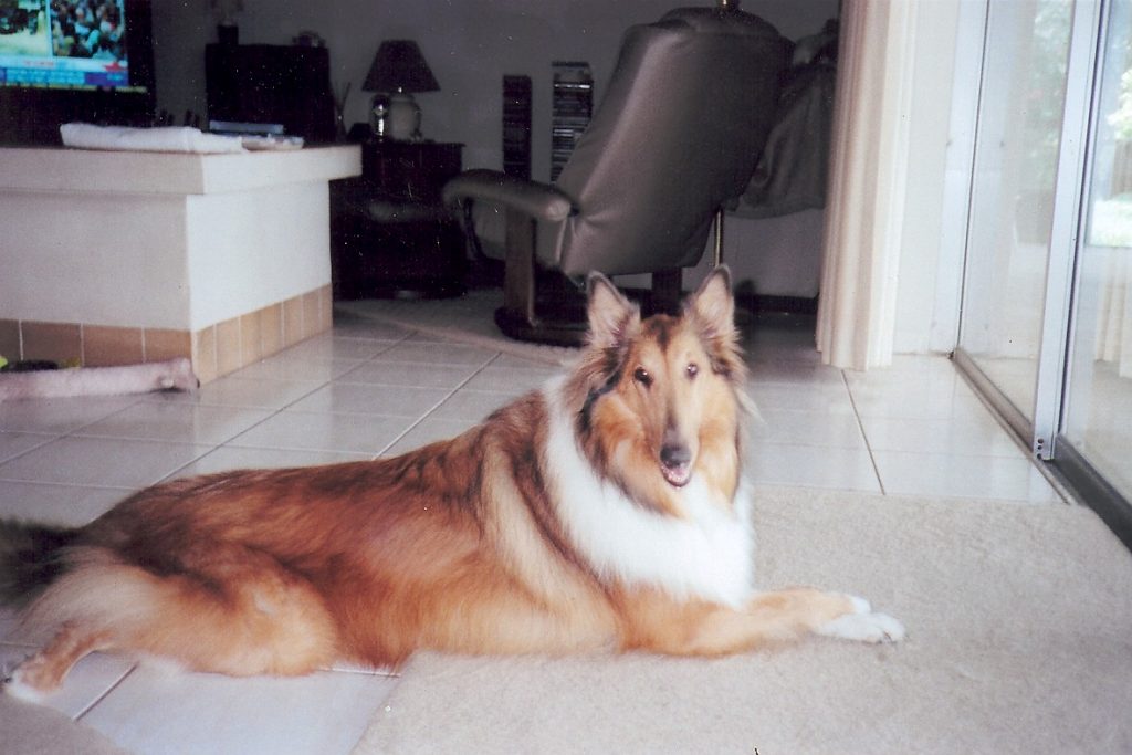 Lassie